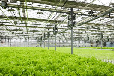 Greenhouse plantation with lettuce greenery. Concept for industrial agriculture. Rows of Plant Cultivated Inside a Large Greenhouse Building. Eco farming business. Cultivate and Selection