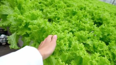 Female hand touches green lettuce plants. Farmer hand check plantation with salad greenery. Rows of Plant Cultivated Inside a Large Greenhouse Building. Eco farming business