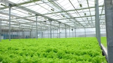 Greenhouse plantation with lettuce greenery. Concept for industrial agriculture. Rows of Plant Cultivated Inside a Large Greenhouse Building. Eco farming business. Cultivate and Selection