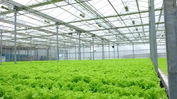 Greenhouse Plantation Lettuce Greenery Concept Industrial Agriculture Rows Plant Cultivated — Vídeos de Stock