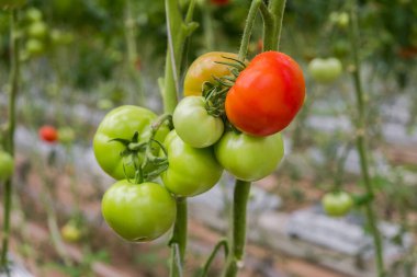 Beautiful red ripe tomato in female hand on greenery background. Tomato production and transportation. Growing tomatoes, Vegetable business, Greenhouse with tomatoes, Successful Farm