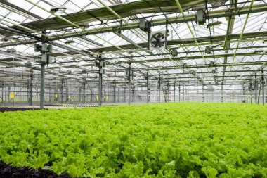 Greenhouse plantation with lettuce greenery. Concept for industrial agriculture. Rows of Plant Cultivated Inside a Large Greenhouse Building. Eco farming business. Cultivate and Selection