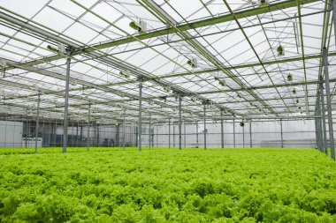 Greenhouse plantation with lettuce greenery. Concept for industrial agriculture. Rows of Plant Cultivated Inside a Large Greenhouse Building. Eco farming business. Cultivate and Selection
