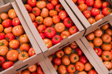Box of Fresh ripe red tomatoes. Organic vegetables, small local farm, farming concept. Fresh crops, tomato harvest. Growing tomatoes. Vegetable business. Greenhouse with tomatoes.