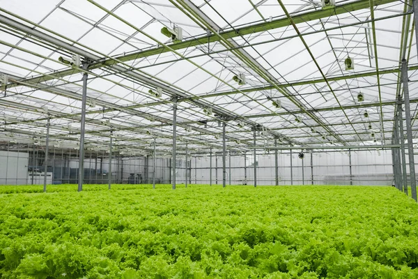 Greenhouse plantation with lettuce greenery. Concept for industrial agriculture. Rows of Plant Cultivated Inside a Large Greenhouse Building. Eco farming business. Cultivate and Selection