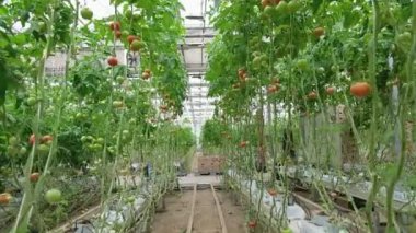 Tomato production and transportation. Beautiful red ripe tomatoes background, agriculture industry. Growing tomatoes, Vegetable business, Greenhouse with tomatoes, Successful Farm