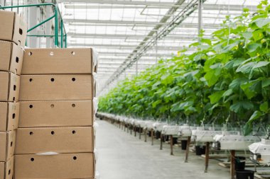 Boxes with fresh ripe cucumber. Organic food and vegetables. Healthy eating. Hydroponics in agribusiness. Growing cucumbers in a greenhouse using drip irrigation. Smooth camera movement.