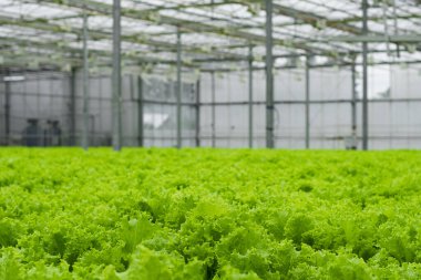 Greenhouse plantation with lettuce greenery. Concept for industrial agriculture. Rows of Plant Cultivated Inside a Large Greenhouse Building. Eco farming business. Cultivate and Selection