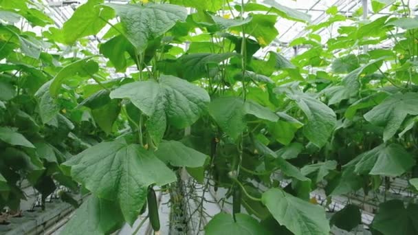 Greenhouse Fresh Ripe Cucumber Organic Food Vegetables Healthy Eating Hydroponics — Stock video