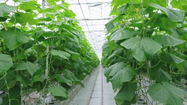Greenhouse Fresh Ripe Cucumber Organic Food Vegetables Healthy Eating Hydroponics — стоковое видео