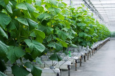 Greenhouse with fresh ripe cucumber. Organic food and vegetables. Healthy eating. Hydroponics in agribusiness. Growing cucumbers in a greenhouse using drip irrigation. Smooth camera movement.