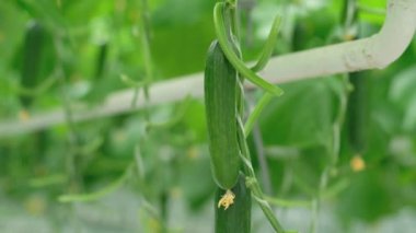 Greenhouse with fresh ripe cucumber. Organic food and vegetables. Healthy eating. Hydroponics in agribusiness. Growing cucumbers in a greenhouse using drip irrigation. Smooth camera movement.