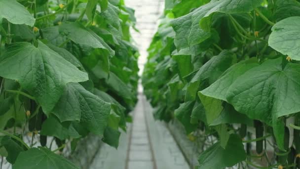 Rows Fresh Ripe Cucumbers Greenhouse Organic Food Vegetables Healthy Eating — Vídeos de Stock