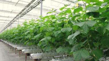 Greenhouse with fresh ripe cucumber. Organic food and vegetables. Healthy eating. Hydroponics in agribusiness. Growing cucumbers in a greenhouse using drip irrigation. Smooth camera movement.