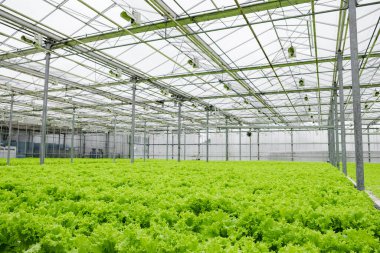 Greenhouse plantation with lettuce greenery. Concept for industrial agriculture. Rows of Plant Cultivated Inside a Large Greenhouse Building. Eco farming business. Cultivate and Selection