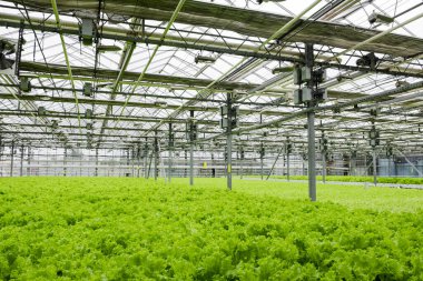 Greenhouse plantation with lettuce greenery. Concept for industrial agriculture. Rows of Plant Cultivated Inside a Large Greenhouse Building. Eco farming business. Cultivate and Selection
