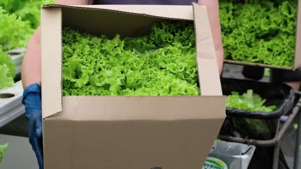 Box Fresh Ripe Green Lettuce Female Worker Hands Organic Vegetables — Video