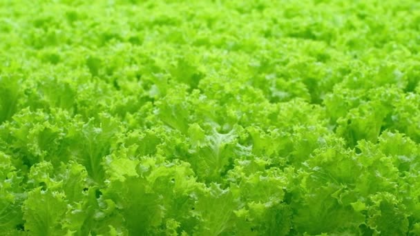 Skleníková Plantáž Zelení Salátu Koncept Průmyslového Zemědělství Řady Rostlin Pěstovaných — Stock video