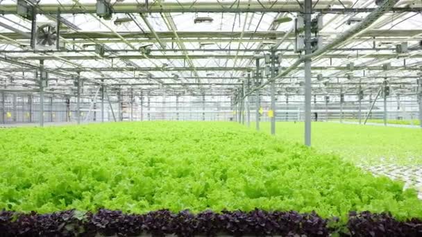 Greenhouse Plantation Lettuce Greenery Concept Industrial Agriculture Rows Plant Cultivated — Vídeos de Stock