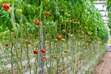 Tomato production and transportation. Beautiful red ripe tomatoes background, agriculture industry. Growing tomatoes, Vegetable business, Greenhouse with tomatoes, Successful Farm