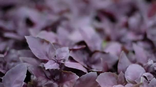 Lila Und Grüne Basilikum Plantage Frisches Bio Grünes Und Violettes — Stockvideo