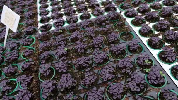 Greenhouse Plantation Purple Basil Sprouts Concept Industrial Agriculture Rows Plant — Vídeo de Stock