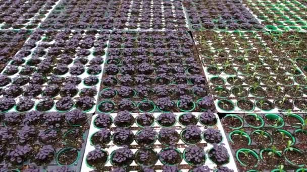 Greenhouse Plantation Purple Basil Sprouts Concept Industrial Agriculture Rows Plant — Vídeo de Stock