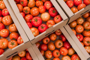 Box of Fresh ripe red tomatoes. Organic vegetables, small local farm, farming concept. Fresh crops, tomato harvest. Growing tomatoes. Vegetable business. Greenhouse with tomatoes.