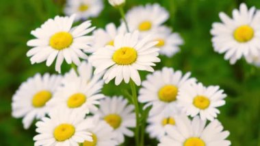 Close up of beautiful white camomile flower swaying in summer breeze. Chamaemelum Nobile. Nature, flowers, spring, biology, fauna, environment, ecosystem. Daisy flowers swaying on the wind. 