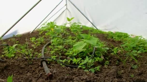 Organic Environmentally Friendly Cultivation Plants Triangular Greenhouse Rows Plants Grown — Vídeo de Stock