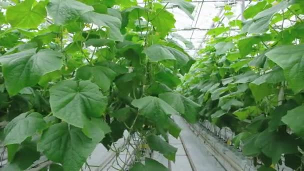 Greenhouse Fresh Ripe Cucumber Organic Food Vegetables Healthy Eating Hydroponics — 图库视频影像