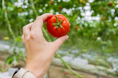 Beautiful red ripe tomato in female hand on greenery background. Tomato production and transportation. Growing tomatoes, Vegetable business, Greenhouse with tomatoes, Successful Farm