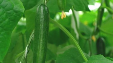 Greenhouse with fresh ripe cucumber. Organic food and vegetables. Healthy eating. Hydroponics in agribusiness. Growing cucumbers in a greenhouse using drip irrigation. Smooth camera movement.