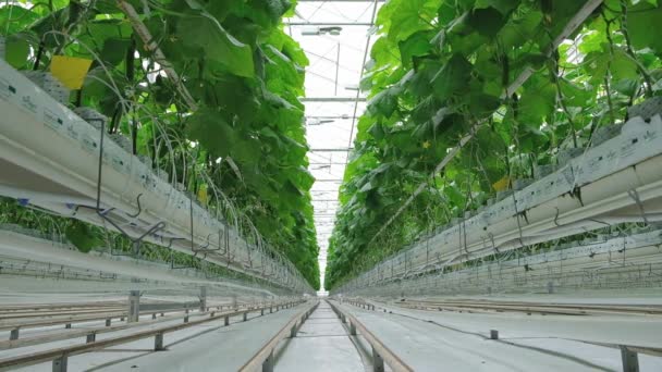 Rows Fresh Ripe Cucumbers Greenhouse Organic Food Vegetables Healthy Eating — стоковое видео