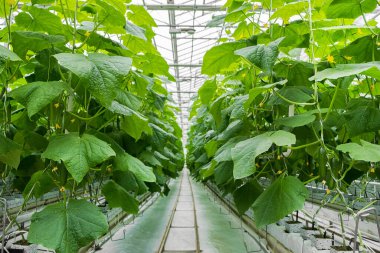  Rows of fresh ripe cucumbers in greenhouse. Organic food and vegetables. Healthy eating. Hydroponics in agribusiness. Growing cucumbers in a greenhouse using drip irrigation. Smooth camera movement.
