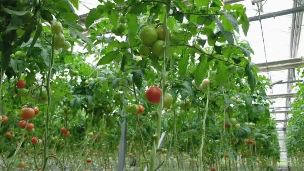 Produkcja Transport Pomidorów Piękne Czerwone Dojrzałe Pomidory Tło Przemysł Rolniczy — Wideo stockowe