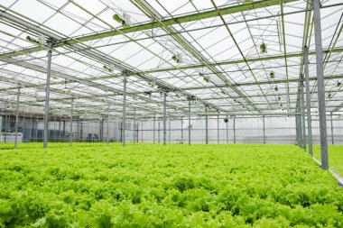 Greenhouse plantation with lettuce greenery. Concept for industrial agriculture. Rows of Plant Cultivated Inside a Large Greenhouse Building. Eco farming business. Cultivate and Selection