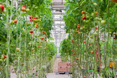 Tomato production and transportation. Beautiful red ripe tomatoes background, agriculture industry. Growing tomatoes, Vegetable business, Greenhouse with tomatoes, Successful Farm