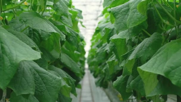 Ряди Свіжих Стиглих Огірків Теплиці Органічна Їжа Овочі Здорове Харчування — стокове відео