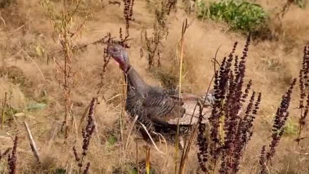 Een Wild Vrouwtje Turkije Met Kalkoenen Het Nationaal Park Wilde — Stockvideo