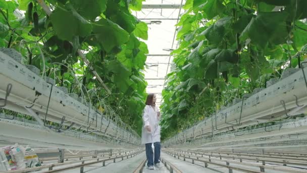 Giovane Agricoltrice Professionista Che Utilizza Tablet Controllando Sistema Coltivazione Serra — Video Stock