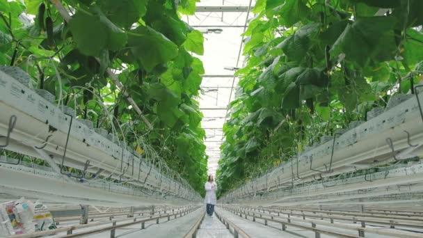 Young Professional Female Farmer Using Tablet Controlling Cultivation System Greenhouse — Video