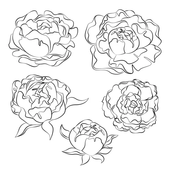 Pivoines Dessin Contour Des Fleurs Graphiques Vectoriels — Image vectorielle