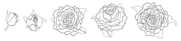 Peonías Contorno Dibujado Flores Dibujos Esquemáticos Para Tatuaje Otro Uso — Archivo Imágenes Vectoriales