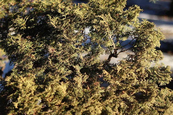 Arbusto Sempre Verde Ramos Plantas Com Borrão Perspectiva — Fotografia de Stock