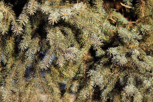 Green Spruce Branches Coniferous Tree Background — Stock Photo, Image