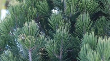 Bir kozalaklı bitkinin geniş dalları