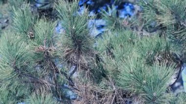Çam ağacının dalları. Orman 