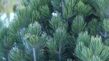 Bir kozalaklı bitkinin geniş dalları