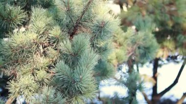 Bir kozalaklı bitkinin geniş dalları